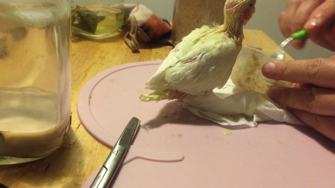 玄鳳幼鳥餵食 《MY PET BIRD 我的寵物鳥》