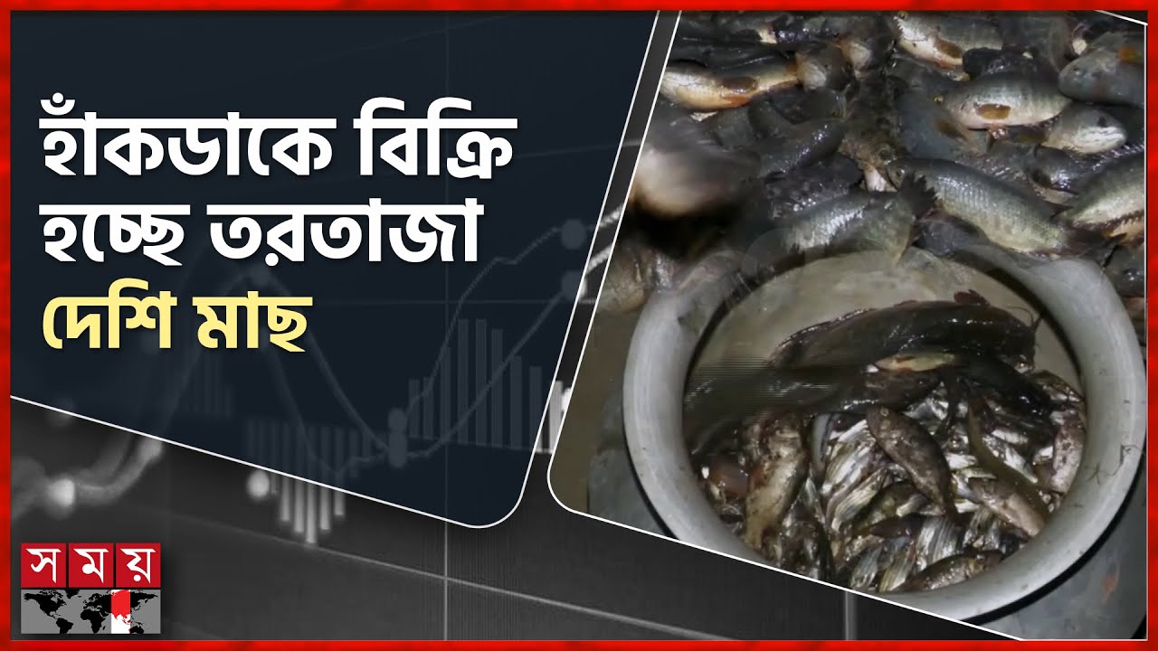 জমে উঠেছে মানিকগঞ্জে তরা ঘাটের দেশীয় মাছের আড়ৎ | Manikganj Fish Market | Bazar Update | Somoy TV