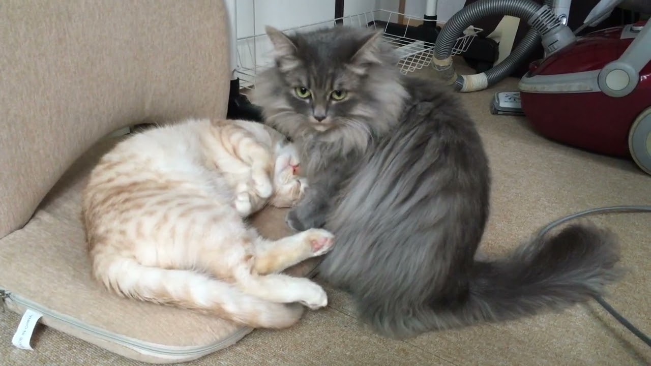two cats, together | 가끔 있는 친한 척하는 날