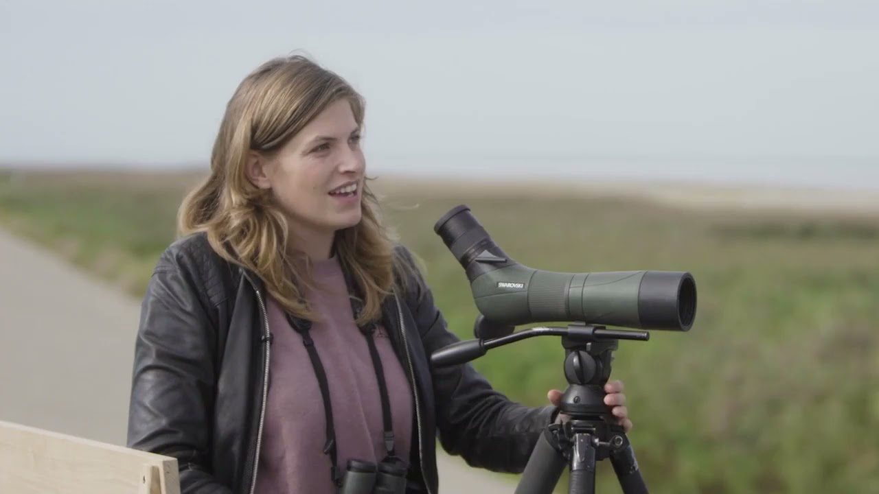 Maak van de Wadvogels geen stresskippen | Waddenherberg The Friezinn
