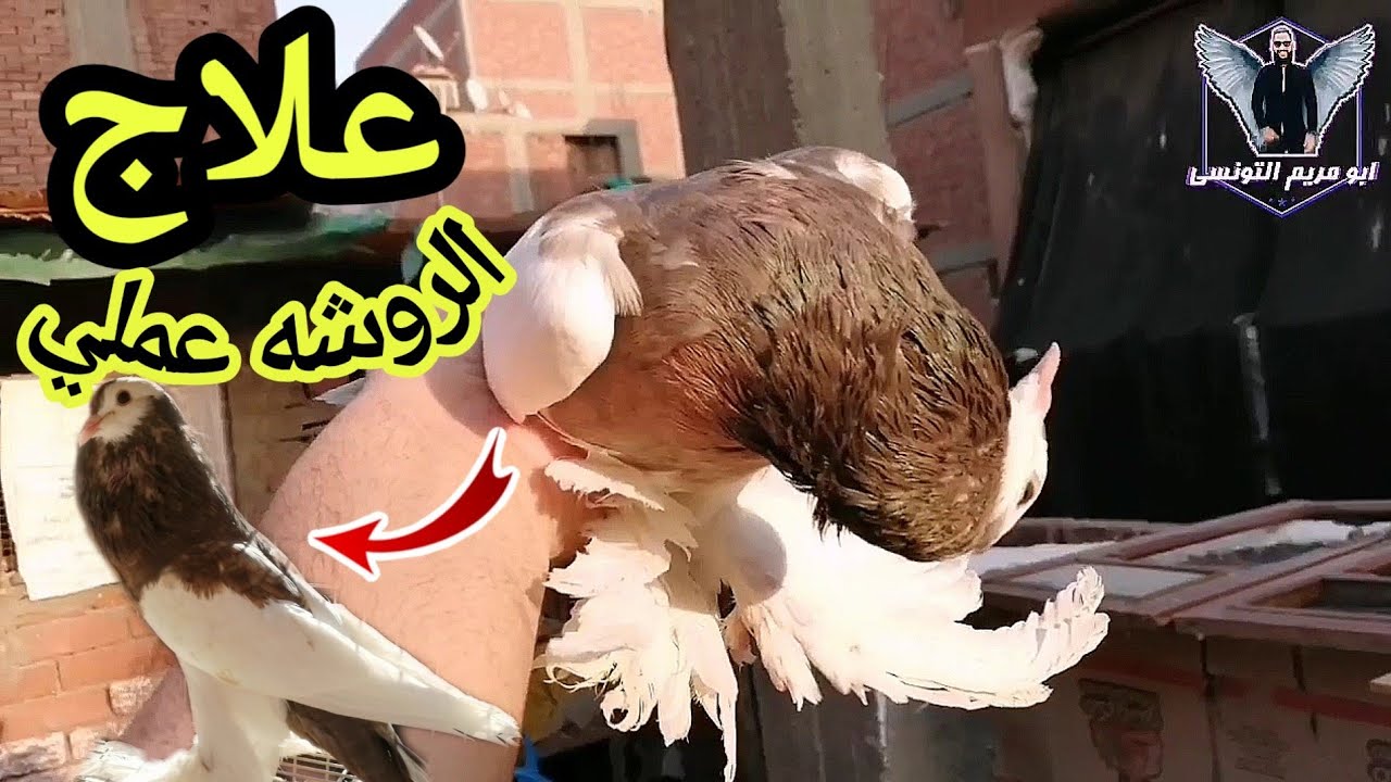 الروشه والهزه في الحمام | وكيف تتعامل معهم