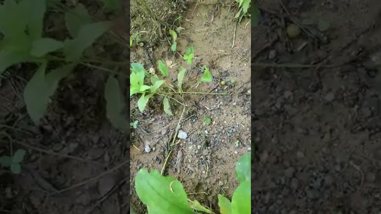 possum release back to the wild!