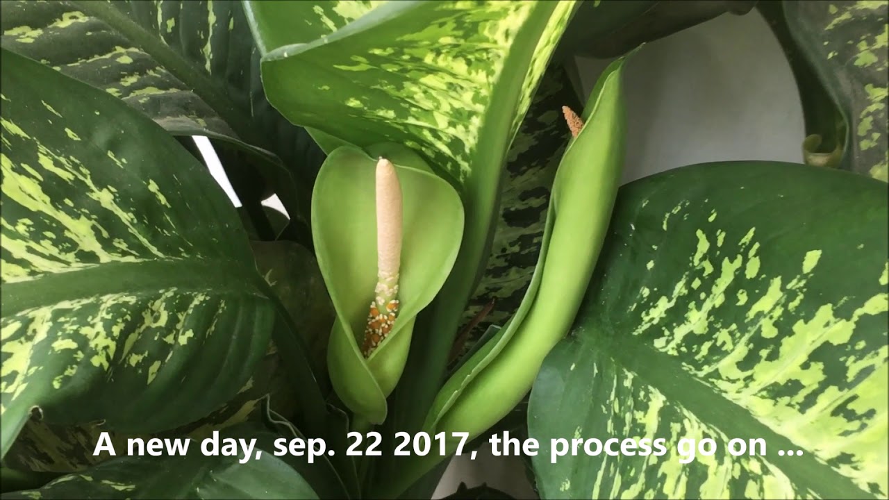 Dieffenbachia - unique inflorescence