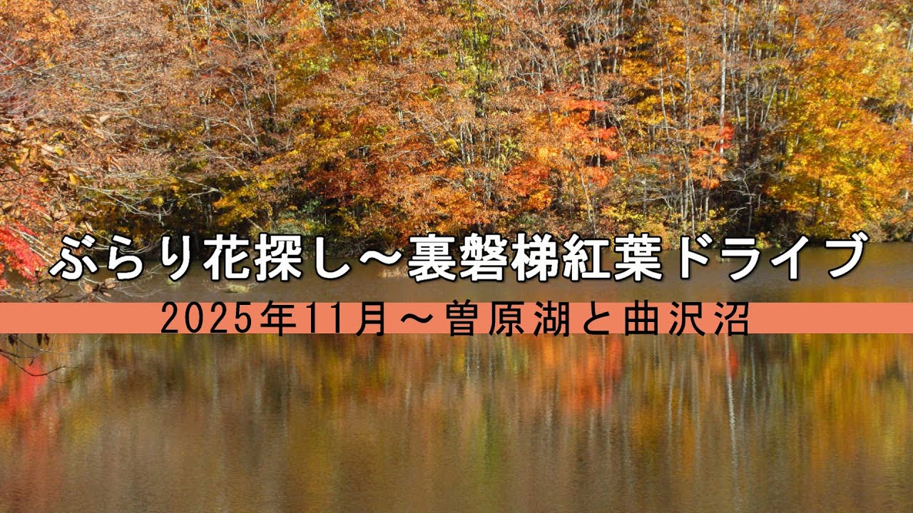ぶらり花探し～裏磐梯紅葉ドライブ　2025年11月～曽原湖と曲沢沼