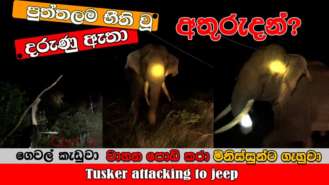 dengurus tusker is missing පුත්තලම දරැණු ඇතා අතුරැදන් #savewildlife #viral #video