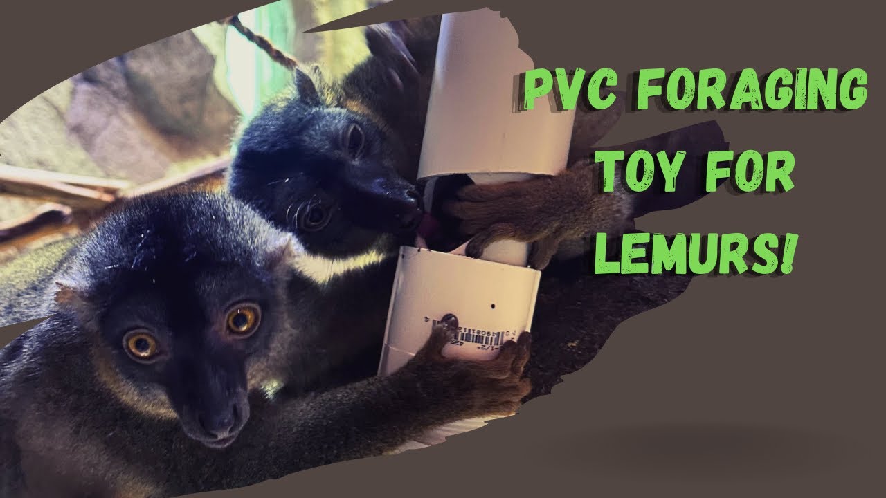PVC Foraging Toy for Lemurs!