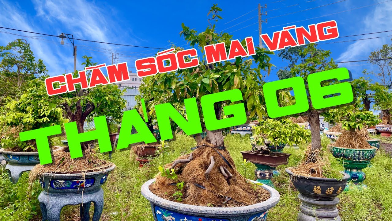 Chăm Sóc Mai vàng tháng 06 Âm lịch 2025 - Lê Việt mai vàng & bonsai