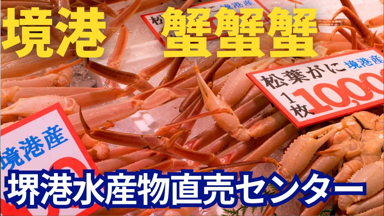 境港で蟹、カニ、蟹、イカ、まぐろ食べまくりなのだあ～。