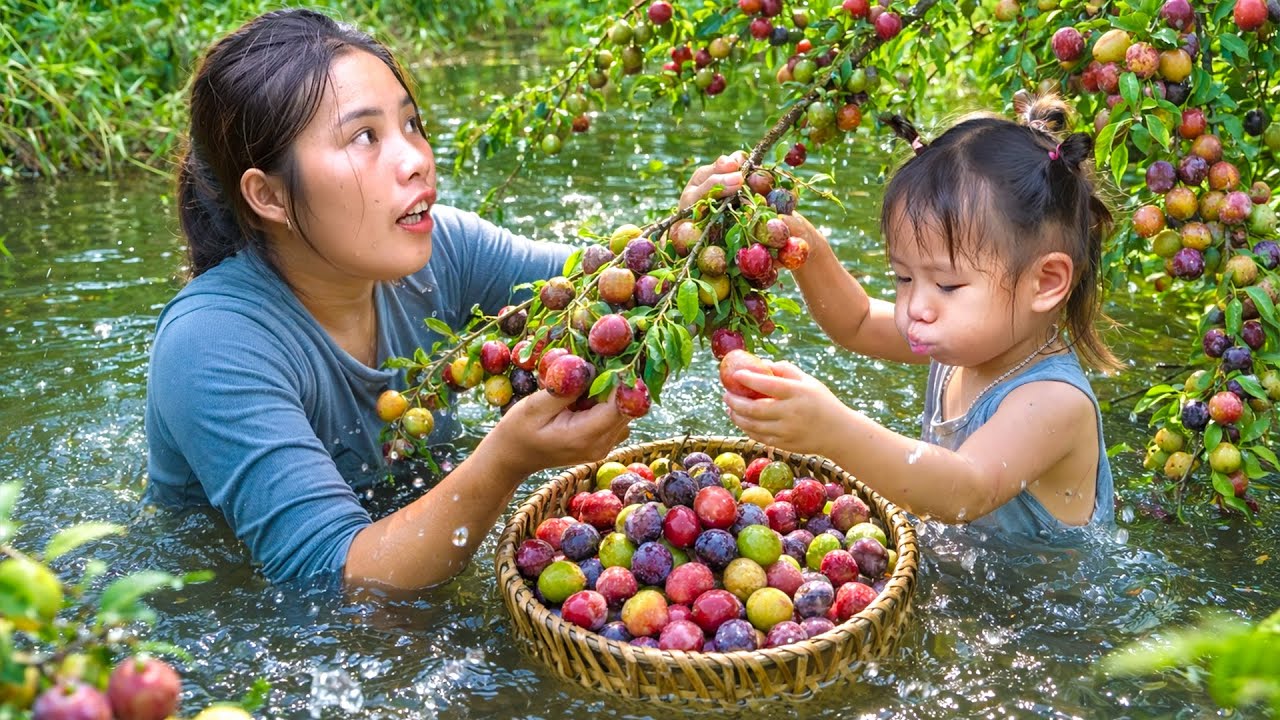 Harvesting Sour Plums to Sell at Market - Cooking Spicy Fish for Lunch with Little daughter