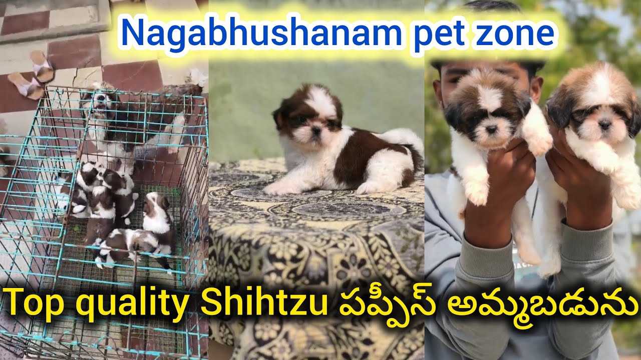 Top quality Shihtzu puppies for sale in telugu/9490433969/BGS pets 