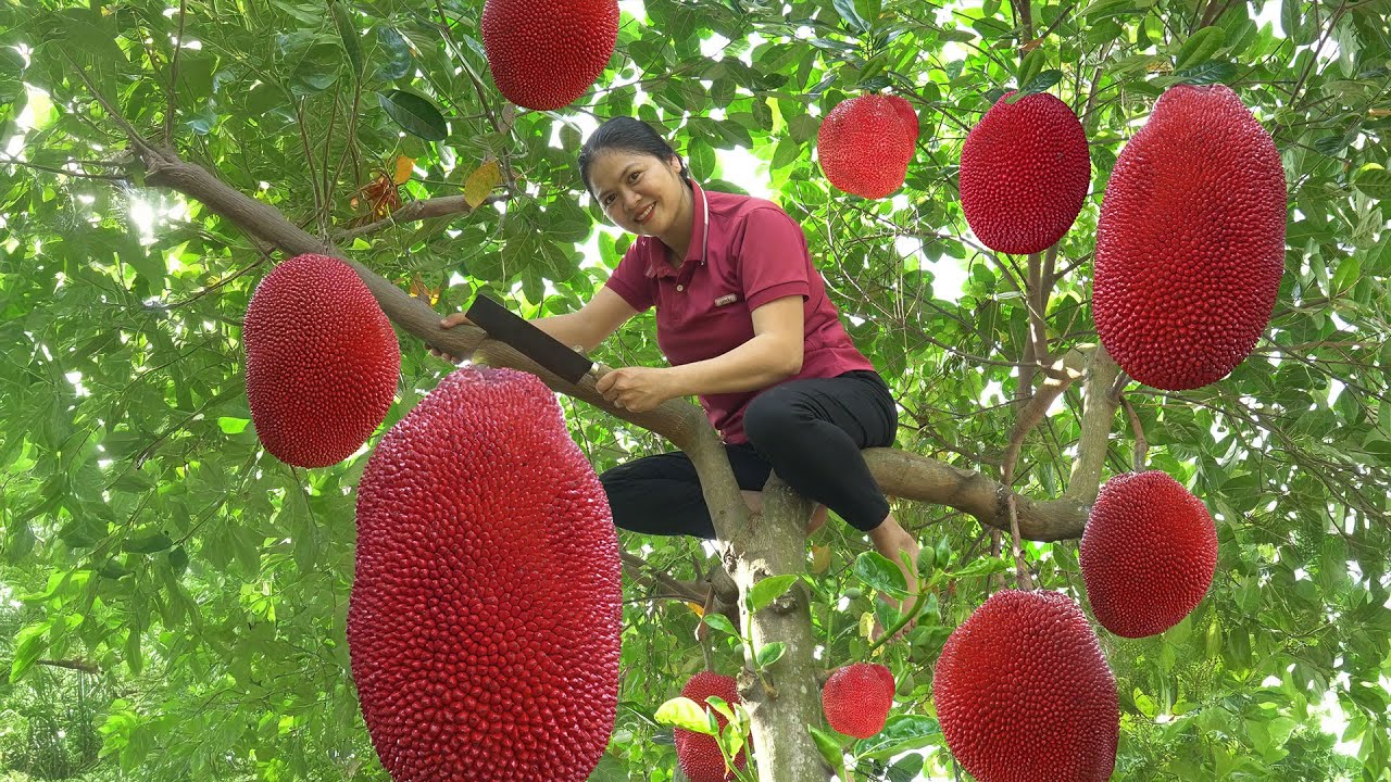 Harvesting Red Jackfruit Goes to the Market Sell - Jackfruit Stir-fry Recipe | My Daily Life