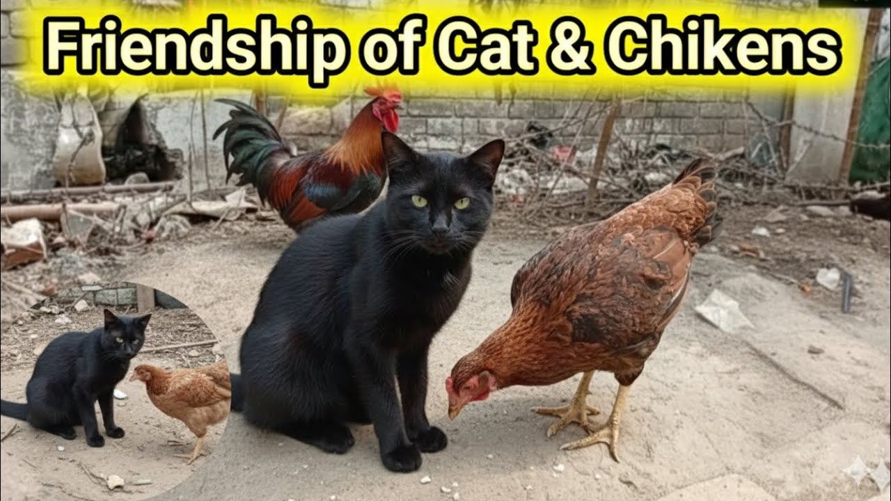 Chickens With Cat | Billi aur Murgioun ki Dosti 
