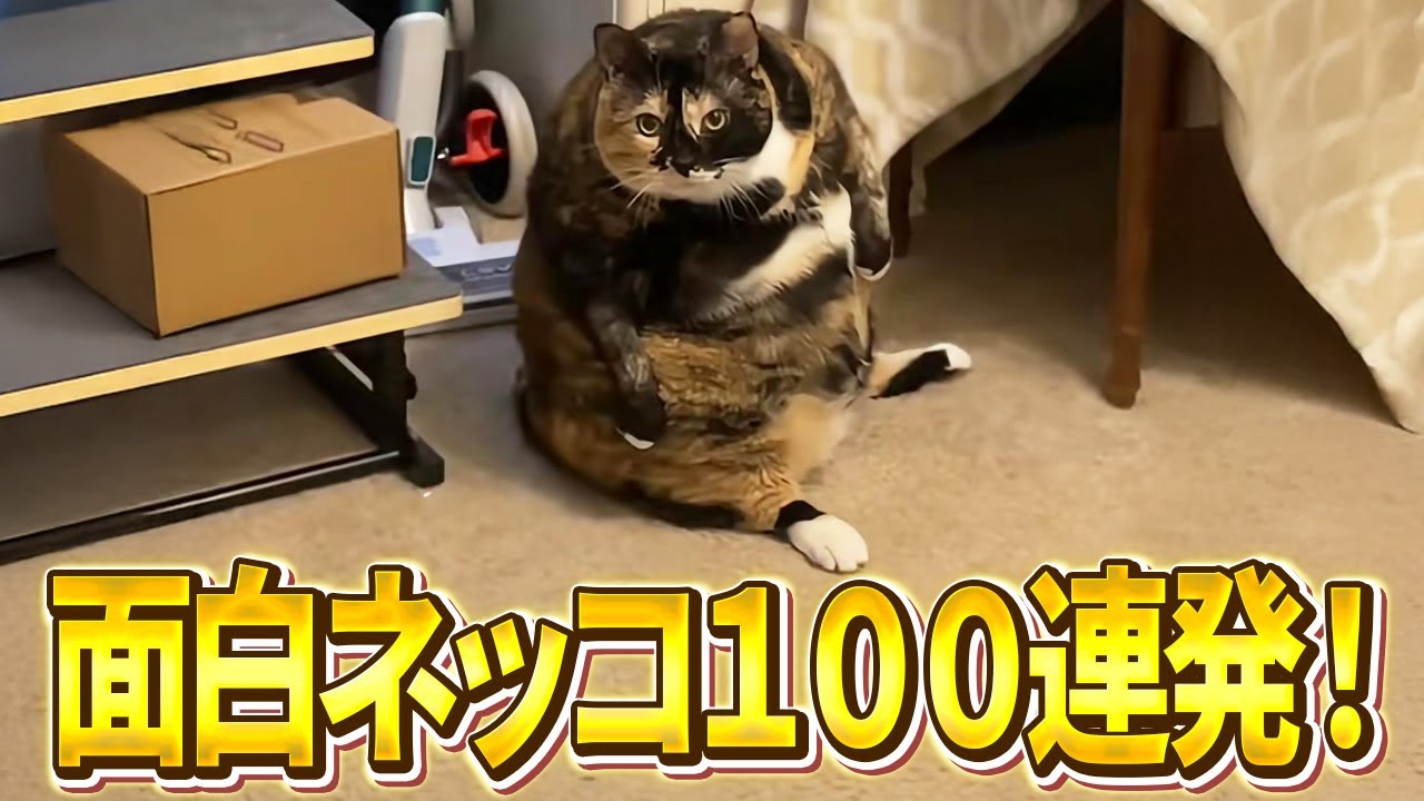 【なんだいあんた新入りかい？&rarr;貫禄ありすぎだろｗ】ツッコミどころ満載な猫のおもしろ動画100連発！（子猫、かわいい、しゃべる）