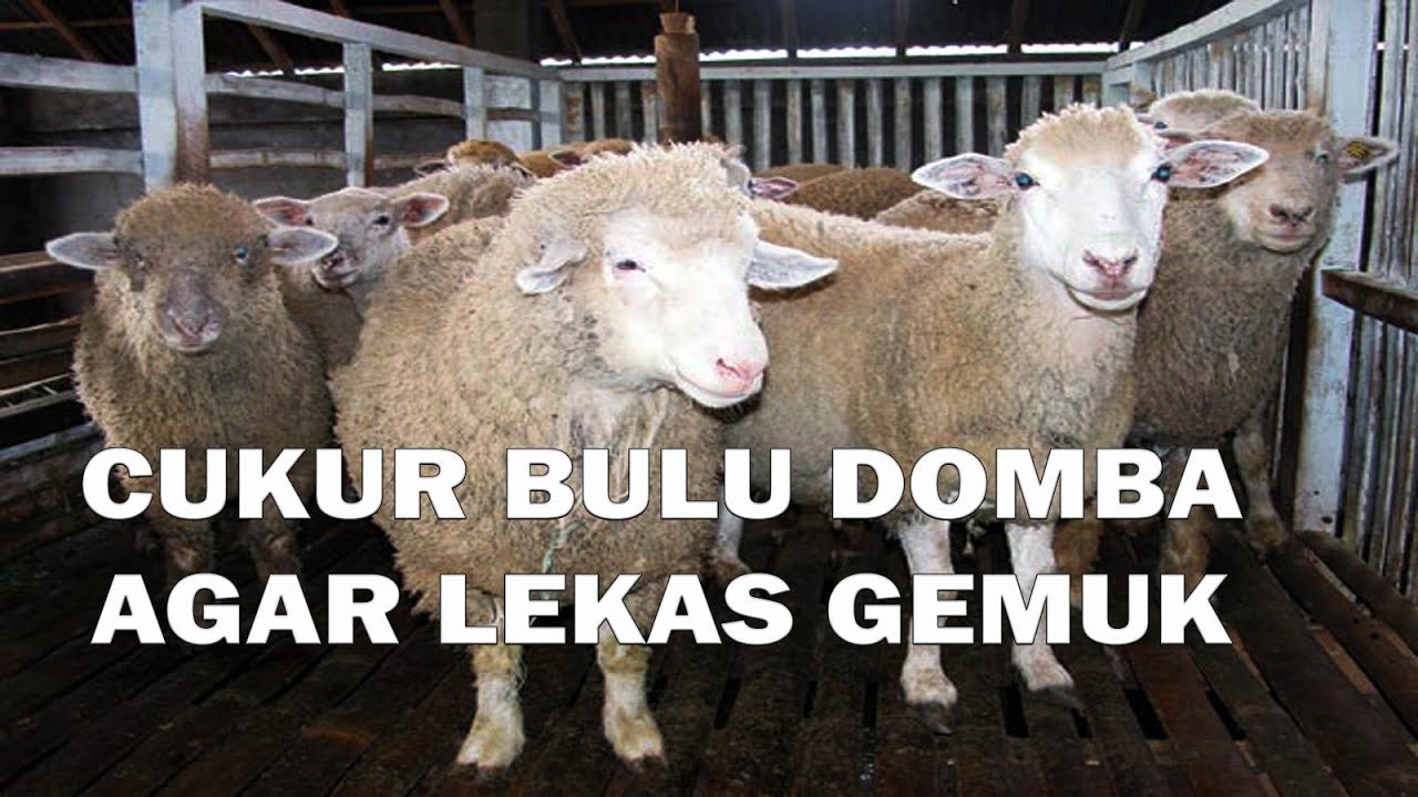 Cukur Bulu Domba Agar Lekas Gemuk