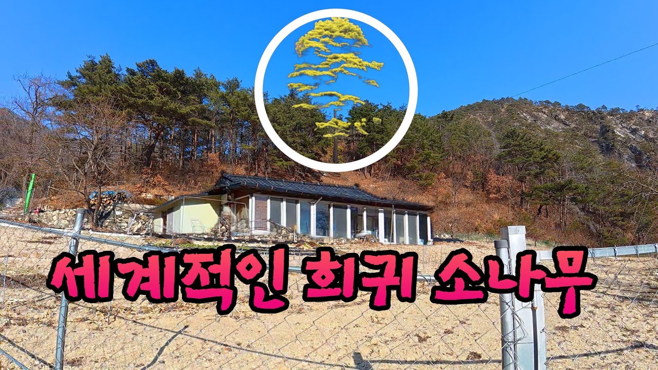 세계적으로 매우 희귀하다는 때때로 색이 변한다는 신목이라 불리는 자연산 황금소나무 #오지산골다큐 #오지자동차여행 #오지암자