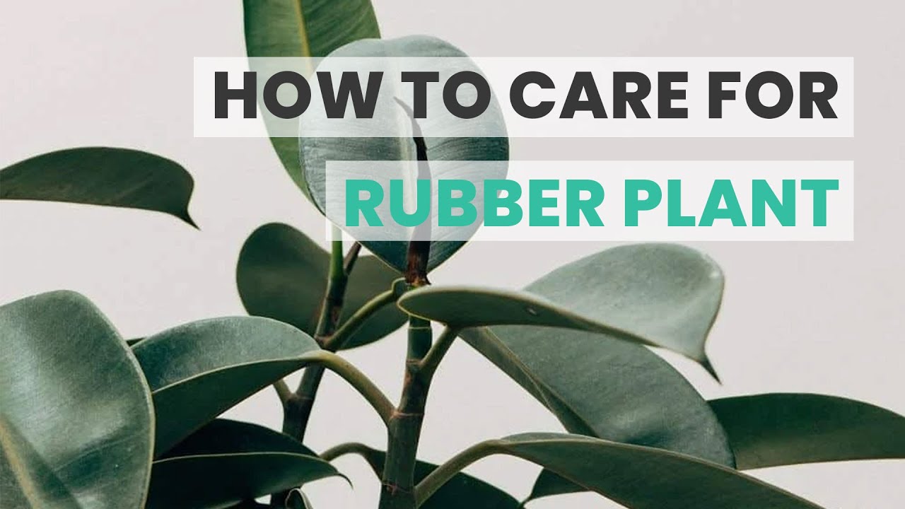 BEST TIPS | HOW TO CARE FOR RUBBER PLANT | FICUS ELASTICA CARE GUIDE
