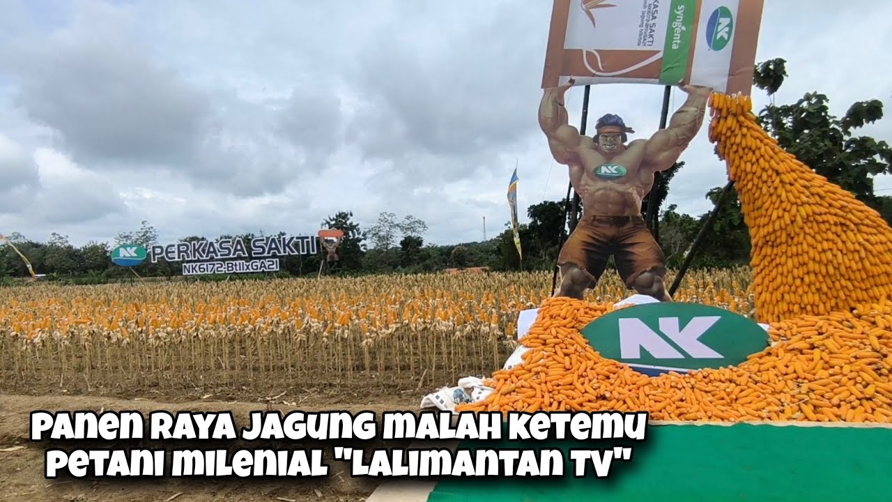 Blusukan Ndeso Ternyata Kabupaten Blora Salah Satu Penghasil Jagung Terbesar Di Jawa Tengah