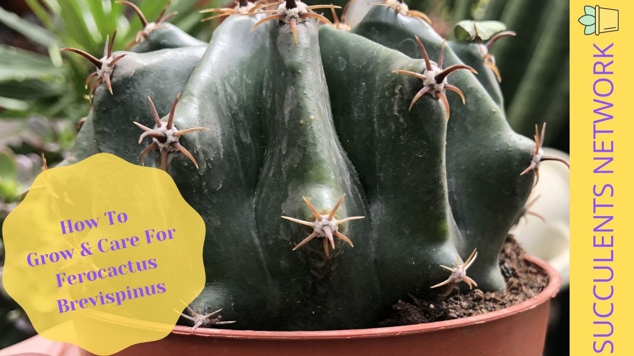 How To Grow & Care For Ferocactus Brevispinus