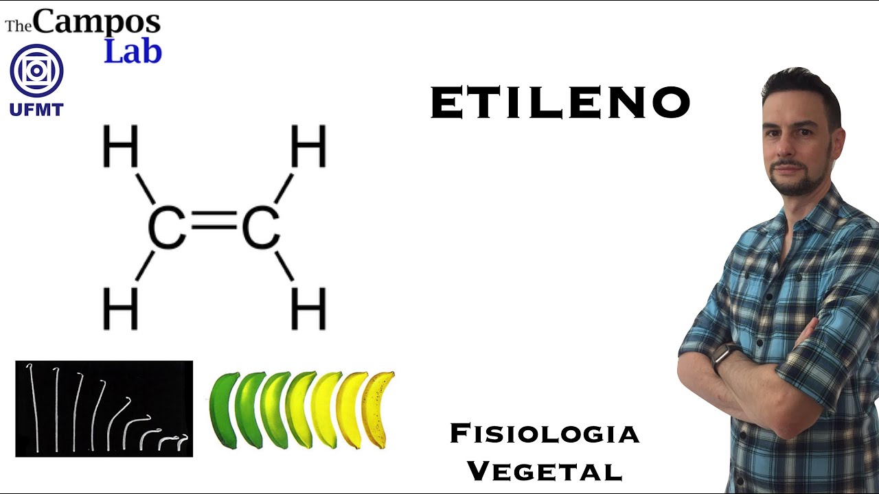 Etileno (1/3): Histórico do Hormônio