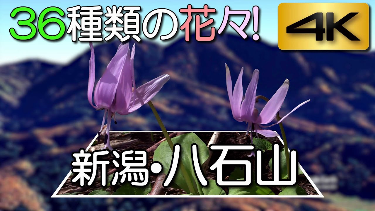 新潟・八石山（はちこくさん）。　３６種類の花々と展望の山。
