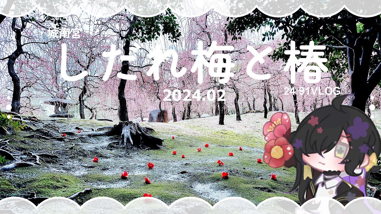 【VLOG】2024🌸 / 京都城南宮 / 梅花 / 椿