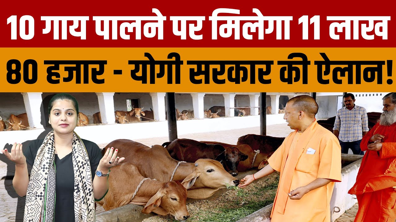 UP Government Mini Nandini Yojana | 10 गाय पालने पर Yogi सरकार दे रही है 11.80 लाख का सहयोग