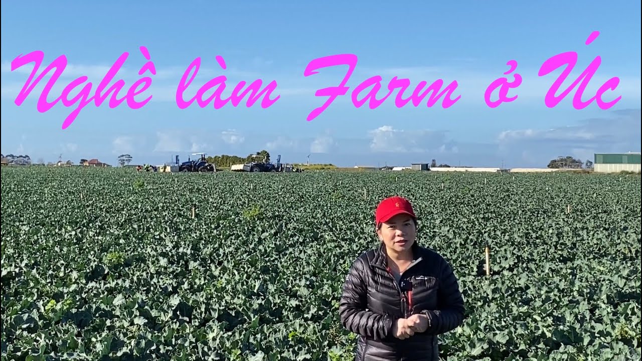 Cuộc sống Úc : (Vlog 36) Làm FARM ở Úc sướng hay khổ ???