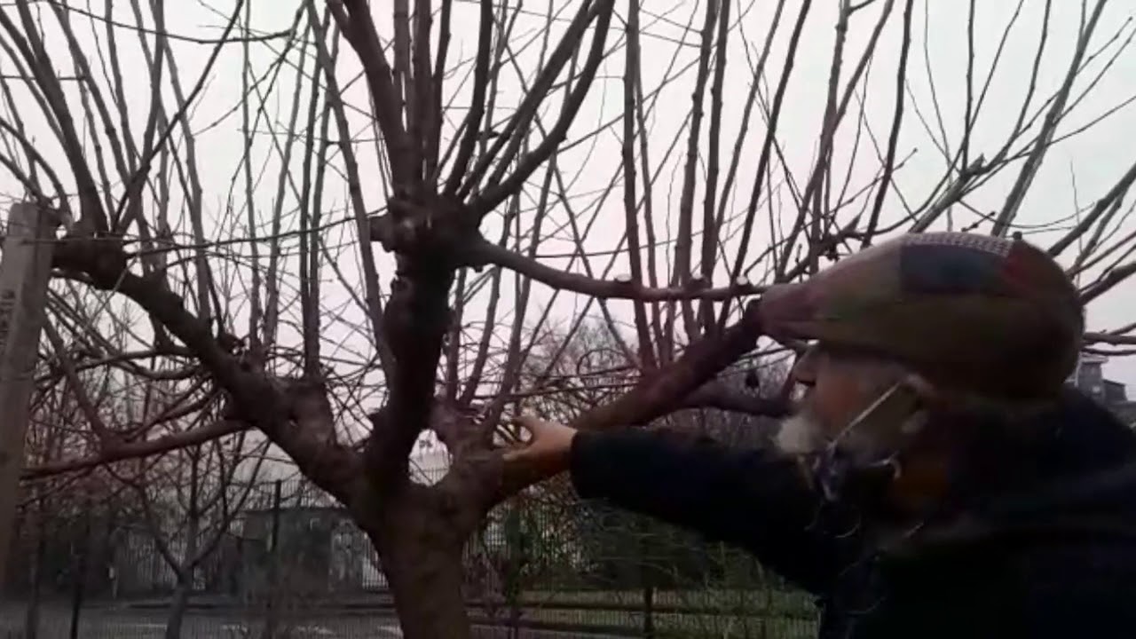 Potatura del gelso
