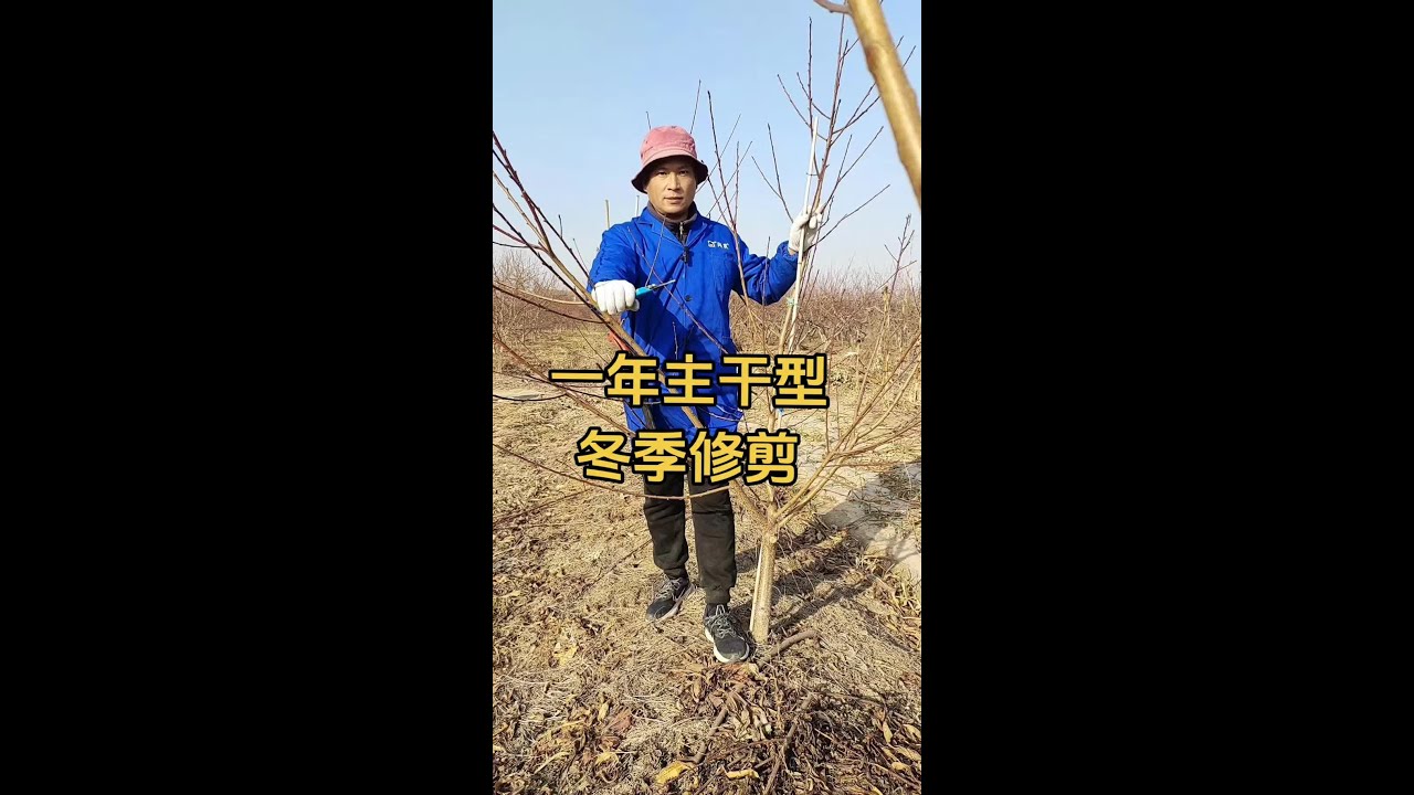 桃树冬季修剪 #桃树修剪
