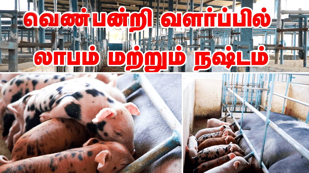 வெண் பன்றி வளர்ப்பில் அசத்தும் இளைஞர் | Youth Excelling in White Pig Farming  |