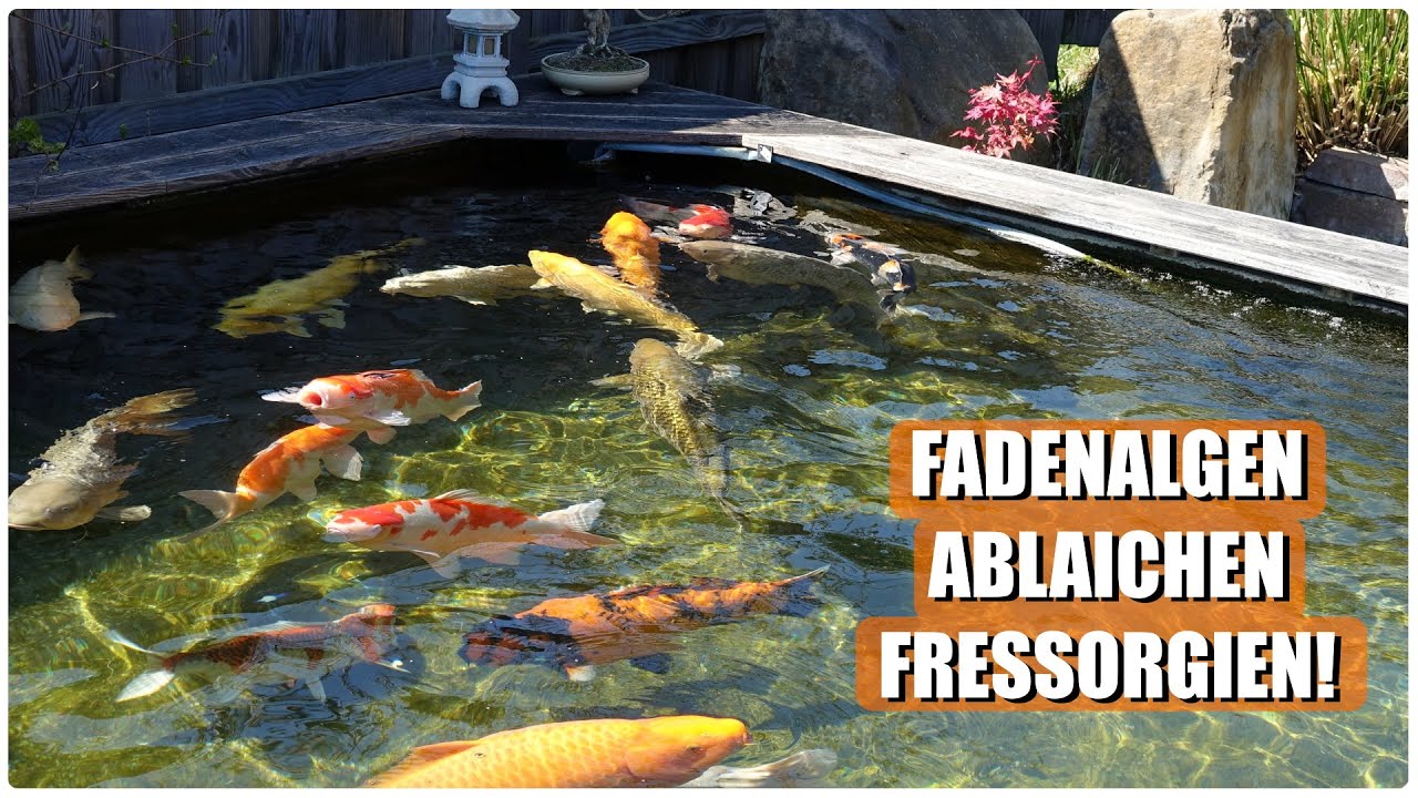 Koiteichblog [167] ★ FADENALGEN, ABLAICHEN, FRESSORGIEN! Ein ganze NORMALER April am KOITEICH!