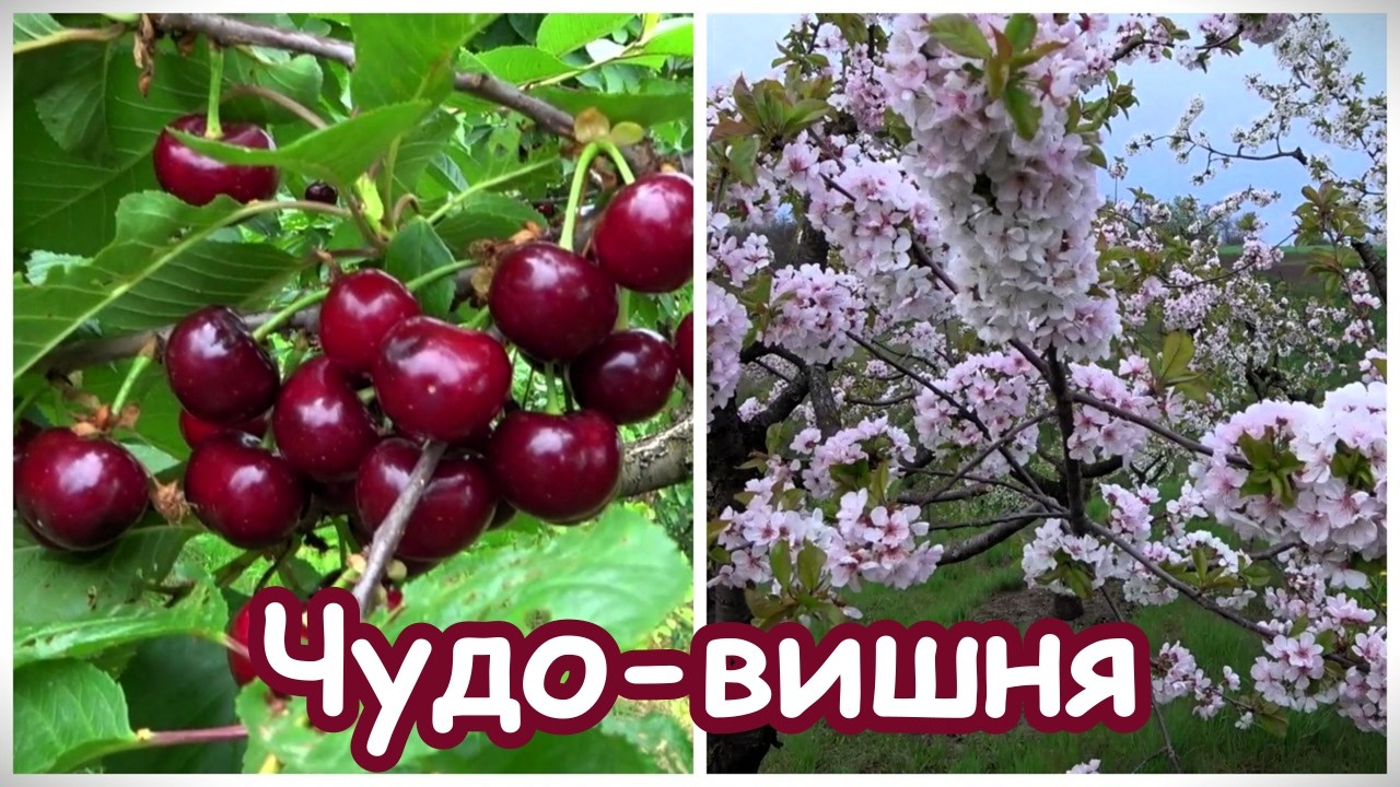 ЧУДО-ВИШНЯ / Цветение и плодоношение