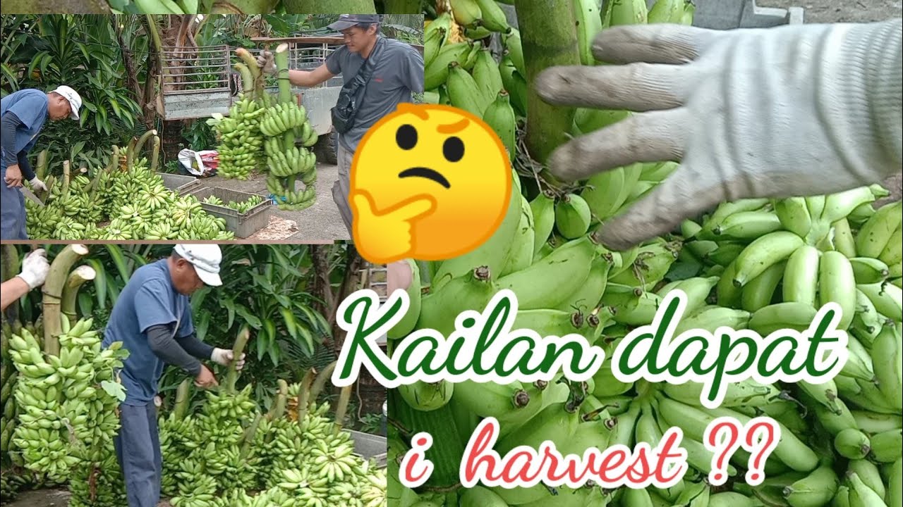 Paano malalaman kung dapat ng e harvest ang saging na señoreta?? @natzescapadesvlogs1982