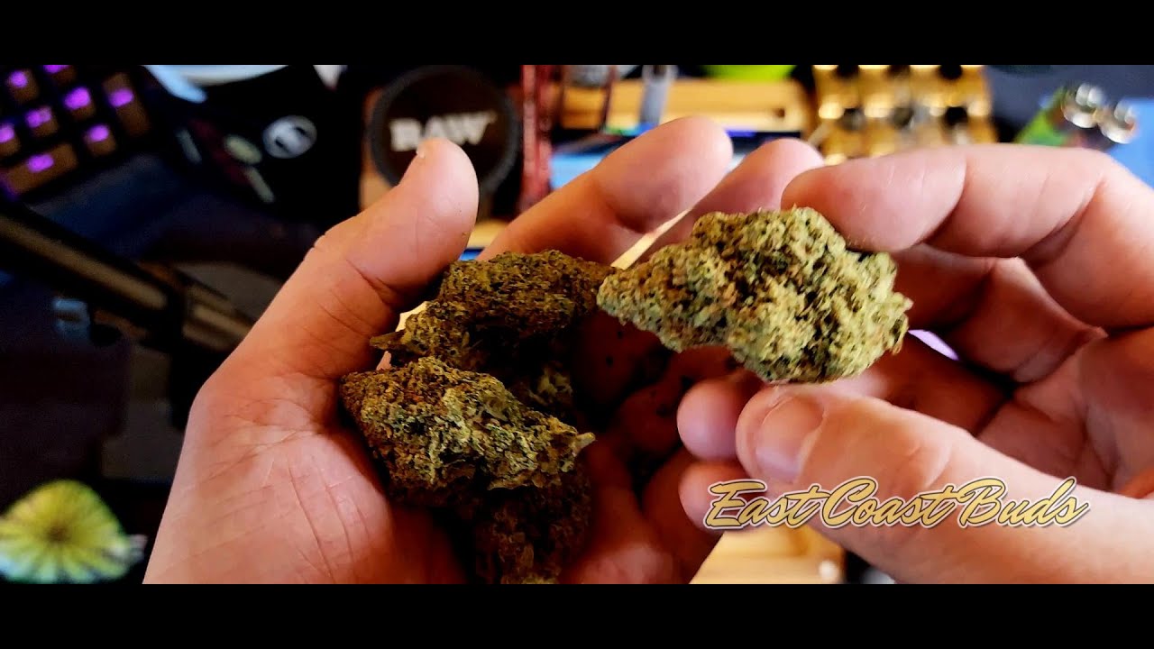 🧙&zwj;♂️👽🍪  MAC MAC1 Miracle alien cookies X Columbian X Starfighter hybrid cannabis review