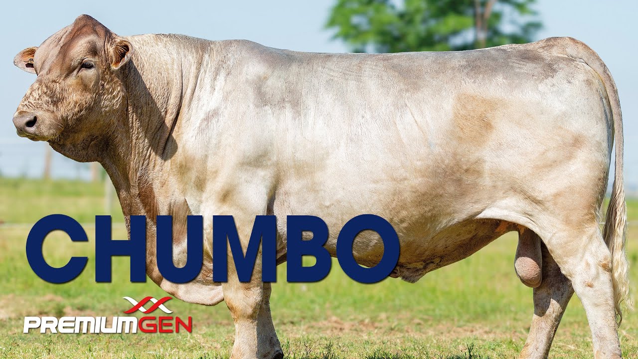 CHUMBO - MISSIONEIRA TE43 TE - MURRAY GREY