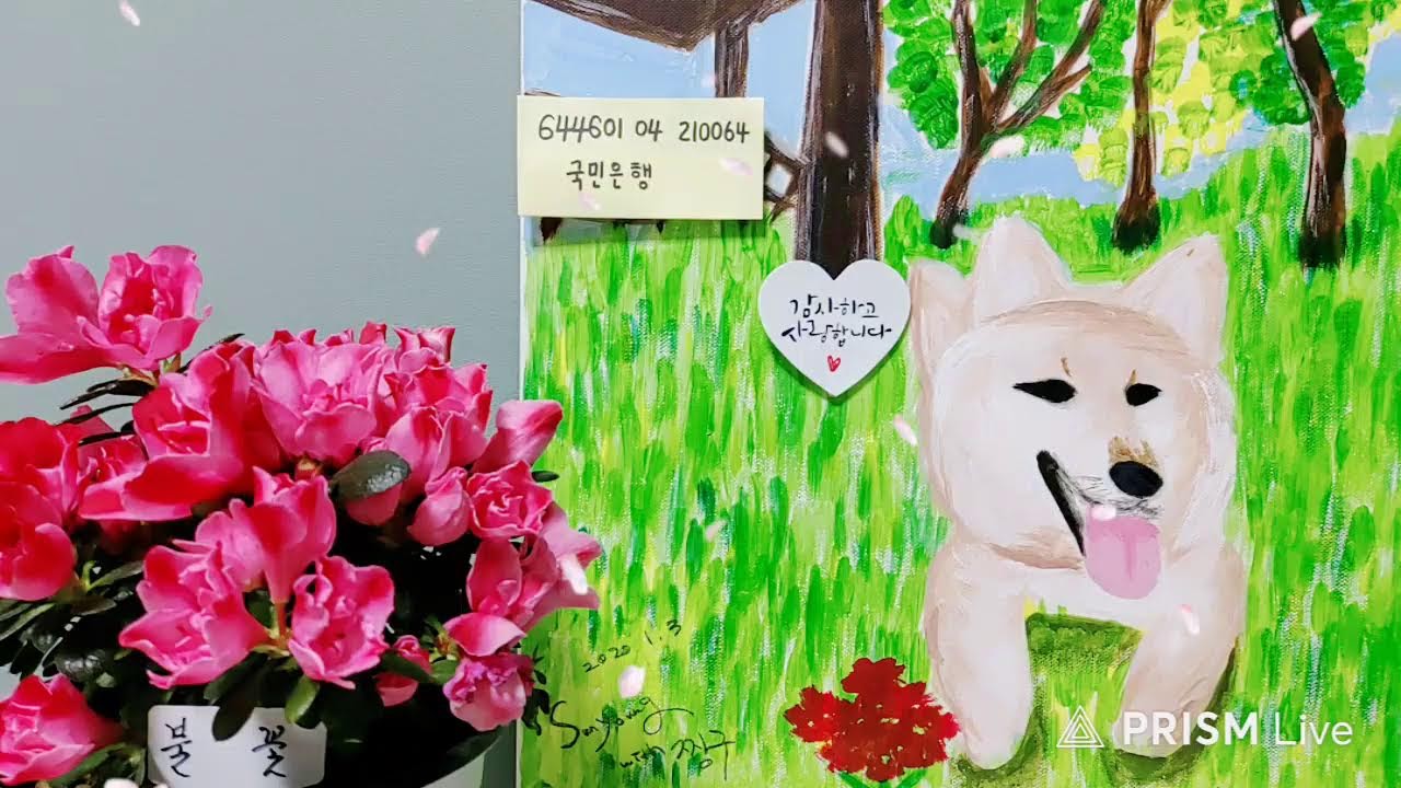 시바짱구 kkuya(월~금ㆍ오전11시💜) 라이브 방송