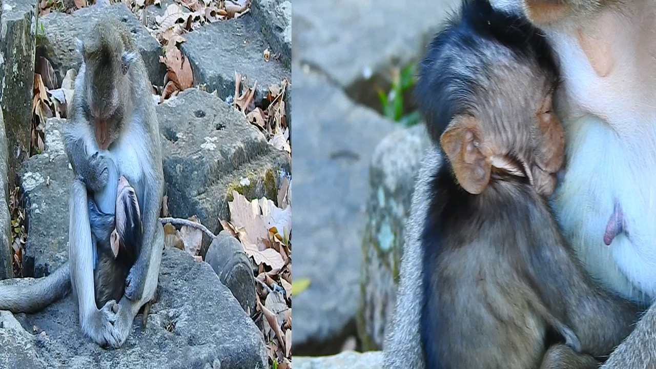 when Vicky had seen Jiva to drinks a beautiful milk she is to sharing her own milk with her baby too