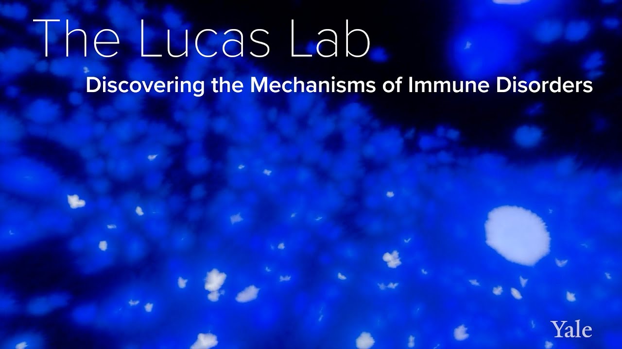 Genetics, Cellular Mechanisms & Immune Disorders - The Lucas Lab at Yale School of Medicine