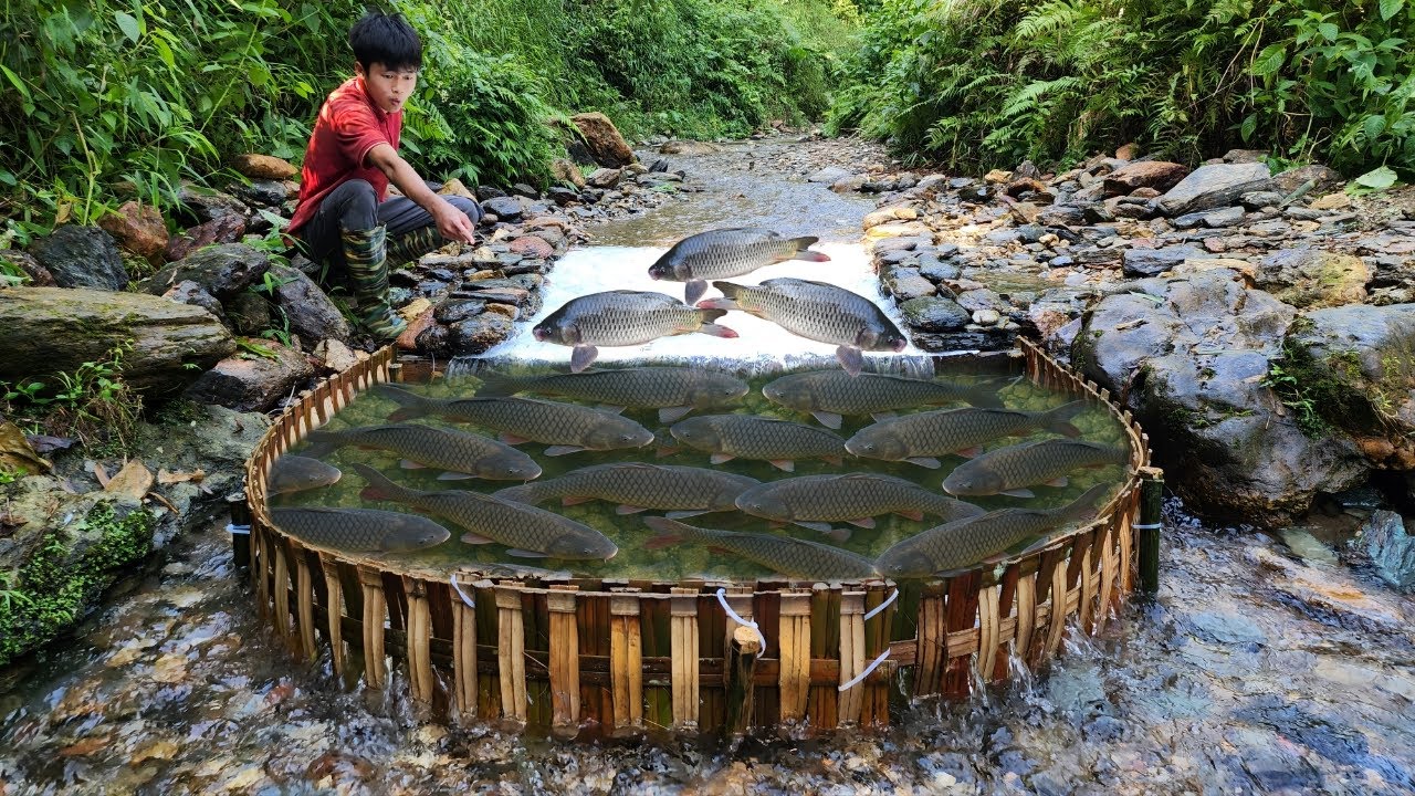 The boy used bamboo to make a trap to catch fish in the stream. and caught a lot of fish in the trap