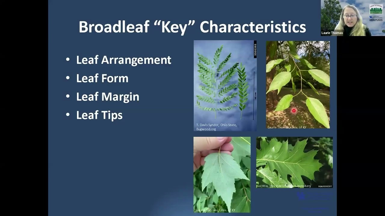 Tree ID Basics