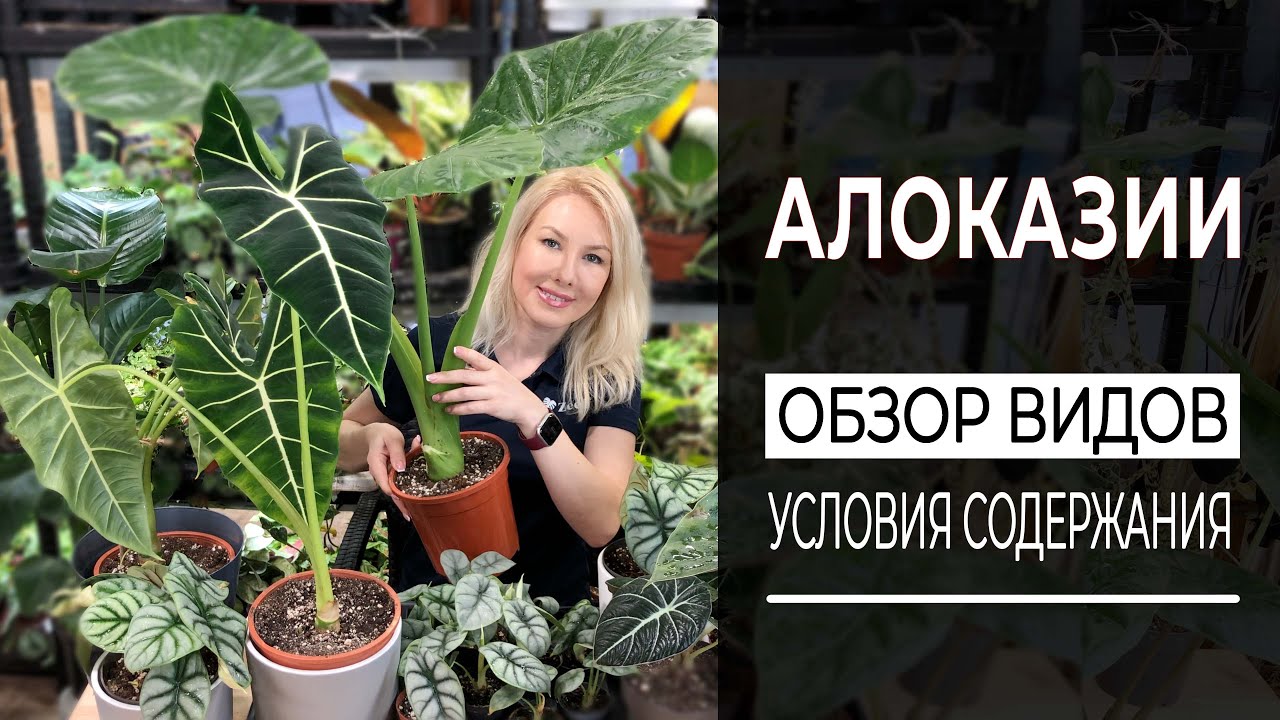 Алоказии &ndash; обзор видов. Условия содержания.