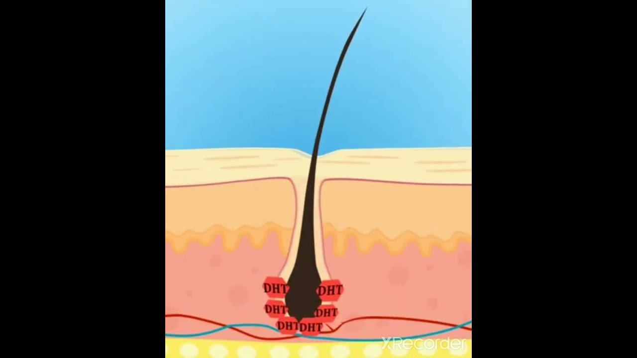Hair growth animation