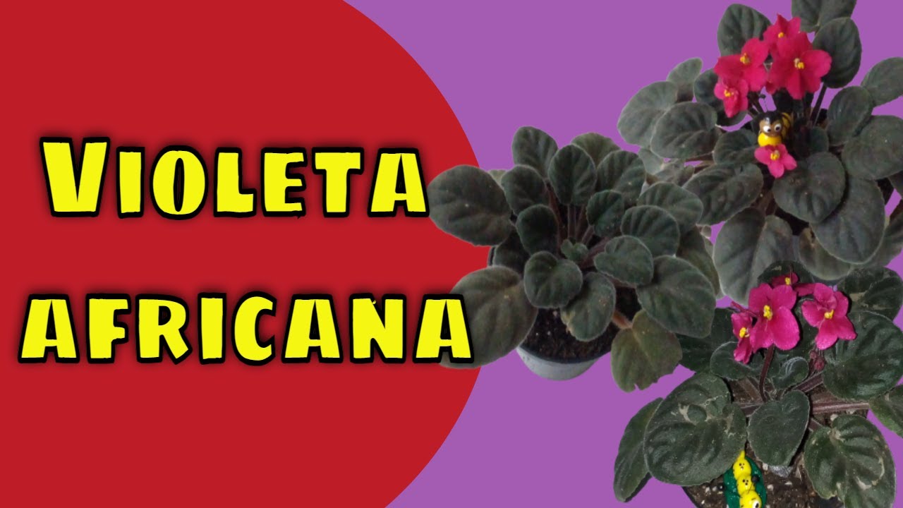 Como cuidar de Violeta africana