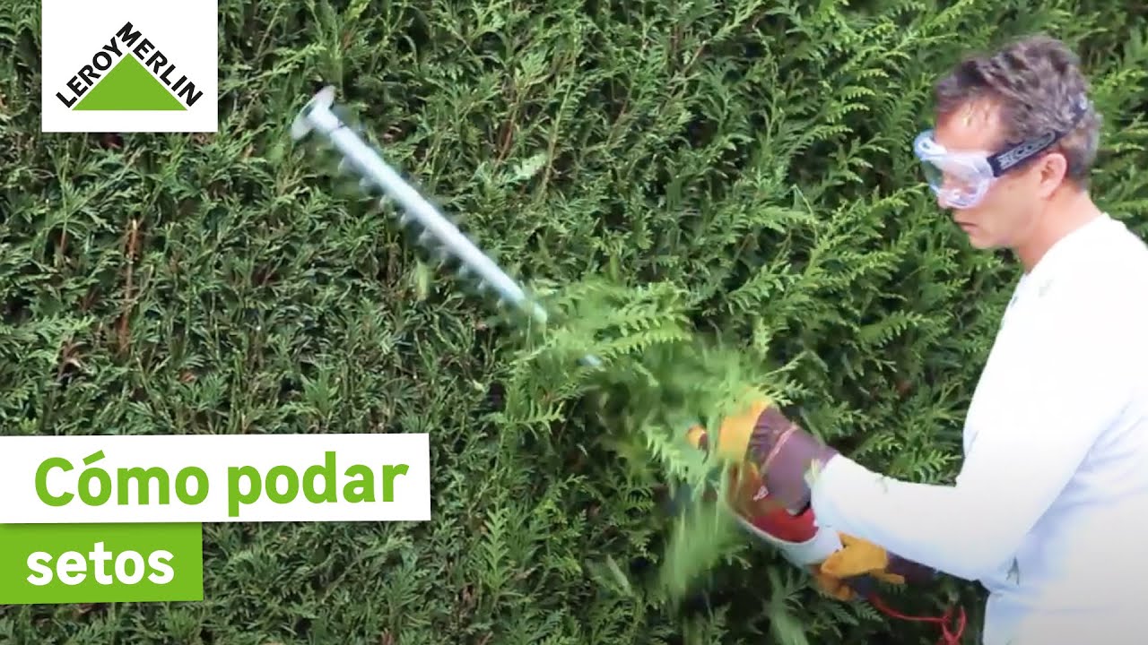 Cómo podar setos ¡Trucos y Guía paso a paso! LEROY MERLIN