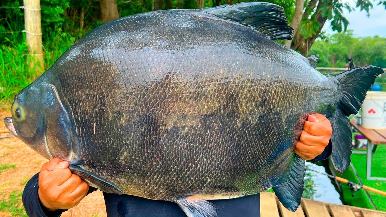 TRINTADA NO TANCÃO MAEDA, PESCARIA NA SUPERFÍCIE COM MUITO PEIXE GRANDE!