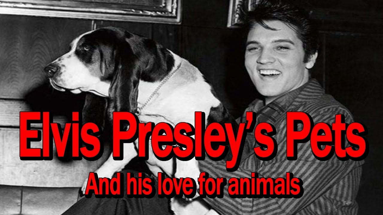ELVIS PRESLEY WAS AN ANIMAL.....LOVER