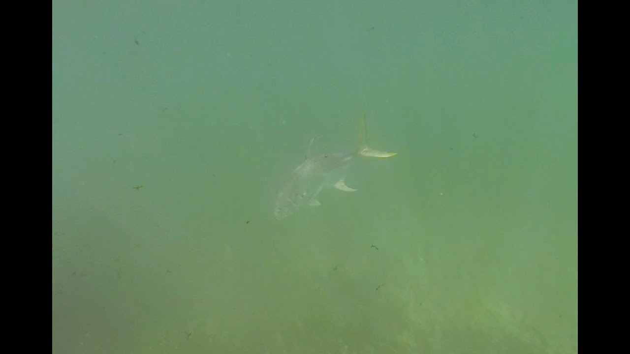 Beach fishing in Antigua