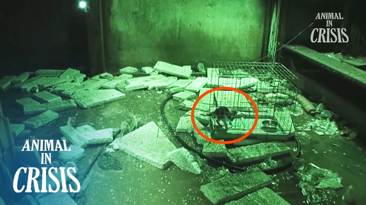 Baby Kittens Left Alone At The Basement Unable To Escape l Animal in Crisis Ep 367