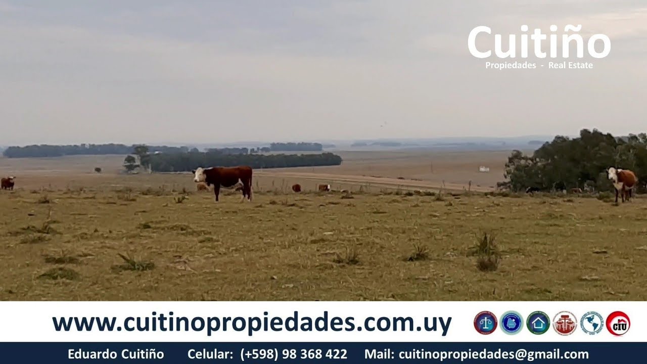 Campo en venta 82 hectáreas agricola ganadero ruta 8 Lavalleja Uruguay (VENDIDO)