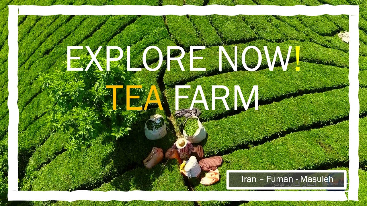 Tea Farm - Interesting Places to Visit in Iran - Explore Now!  Fuman - Masuleh